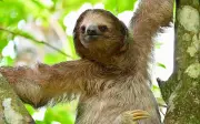 Caso Sloth World: muere otro perezoso y suman 31 fallecidos
