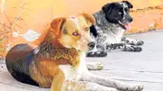 CDMX: adiós a prohibir mascotas al rentar, nueva ley las protege