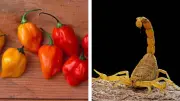 Científicos de la UNAM crean antibióticos con veneno de alacrán y chile habanero
