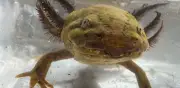 Confirman presencia de ajolote del altiplano en lago Tláhuac-Xico