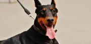 Confirman primer caso de gusano barrenador en CDMX en perro dóberman