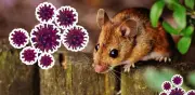 Cuarentena de hantavirus de 42 días supera a la de Covid-19: ¿la razón?