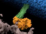 Descubren el 'remache molecular' que hace resistente a bacteria mortal