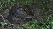 Descubren serpiente de dos cabezas en China que usa cola para engañar
