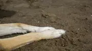 Detenido por quemar a perrita con agua hirviendo en Sonora
