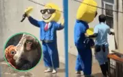 Detienen a dos estadounidenses por irrumpir en recinto del mono viral Punch en Japón