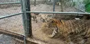 Detienen a líder del Cártel del Noroeste en NL; aseguran 7 tigres