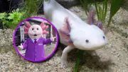 Dr. Simi se disfraza de ajolote y se vuelve viral en redes sociales