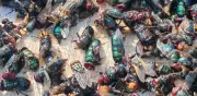 Ejército de Sembrando Vida elimina 14 millones de moscas del gusano barrenador