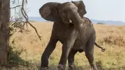 Elefante fuera de control mata a un hombre y deja un herido en India