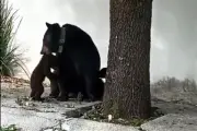 Familia de osos captada en cámara en la Sierra Alta de Nuevo León