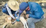 Gusano barrenador causa pérdidas millonarias en México