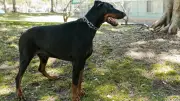 Gusano barrenador: confirman primer caso en perro en CDMX