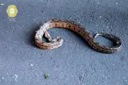 Hallan serpiente en calles de la Benito Juárez