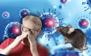 Hantavirus puede persistir en esperma humano hasta 6 años: estudio