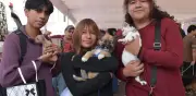 Jornada gratuita de esterilización para perros y gatos en Calimaya