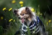 Lazare, el perro que tendría 130 años humanos, rompe récord