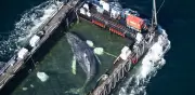 Liberan a ballena Timmy tras semanas varada en costas de Alemania