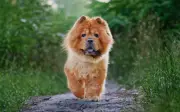 Los 5 perros más independientes para dejar solos en casa
