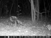 Mamás animales: el cuidado maternal en la fauna mexicana