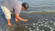 Miles de medusas 'bola de cañón' invaden playa Xadani en Oaxaca