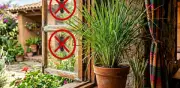 Moscas en casa: hierba limón y plantas para ahuyentarlas en calor