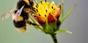 Muere por ataque de abejas al cortar flores en Nuevo León