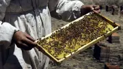 México aumenta producción de miel en 2025: 60,297 toneladas