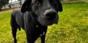 Perritos del Metro CDMX participarán en PetFest 2026: ¡adopta uno!