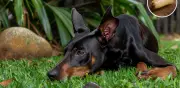 Perro en Coahuila es atacado por gusano barrenador