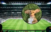 Perro interrumpe partido en Argentina y se vuelve viral