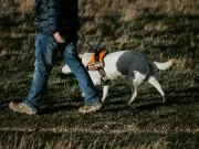 Perros guía: razas y características clave para asistir a invidentes