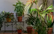 Plantas para refrescar tu casa: guía natural contra el calor