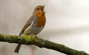 Por qué cantan los pájaros en tu jardín: significado biológico