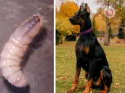 Primer caso de gusano barrenador en CDMX detectado en perro en Tlalpan
