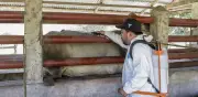 Primer caso humano de gusano barrenador en Querétaro