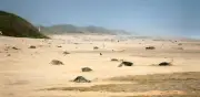 Profepa protege primera arribada de tortugas golfinas en Oaxaca