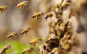 Qué hacer ante un ataque de abejas: guía de emergencia
