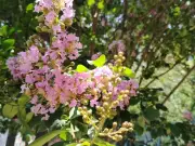 Árbol de Júpiter: belleza urbana con historia y simbolismo