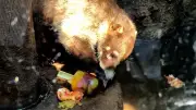 Refrescan a animales del Zoológico de Chapultepec con helados y lluvia
