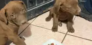Rescatan a dos cachorros atrapados en drenaje en Durango