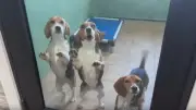 Rescatan a mil 500 Beagles de centro de experimentación en EU