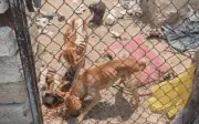 Rescatan a siete animales abandonados en Hogares del Batán, Zapopan