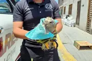 Rescatan aguililla gris herida en Santa Catarina; será rehabilitada