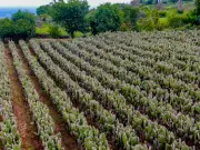 Sembrando Vida fortalece producción campesina con 16 cultivos estratégicos