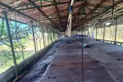 Vecinos de Yucatán vacían megagranja porcícola en protesta
