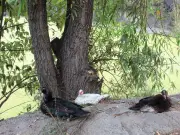 Vecinos denuncian abandono en lago de Huayamilpas; alcaldía anuncia proyecto de rescate