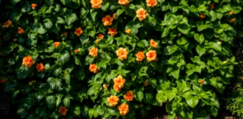 3 plantas que evitan que tus vecinos te espíen: cerco vivo y natural
