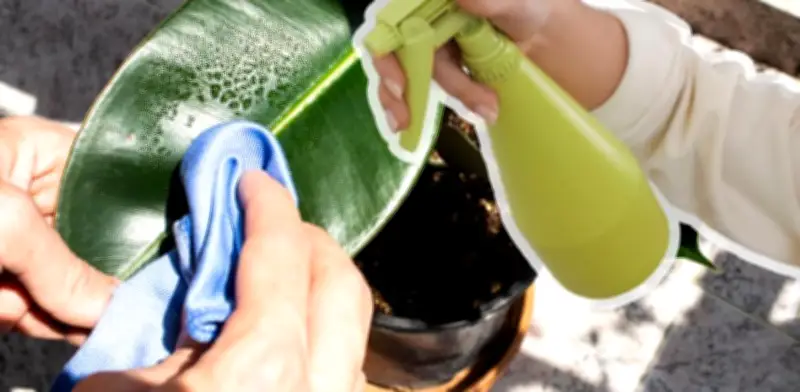 Abrillantador para plantas: cómo usarlo sin dañar las hojas