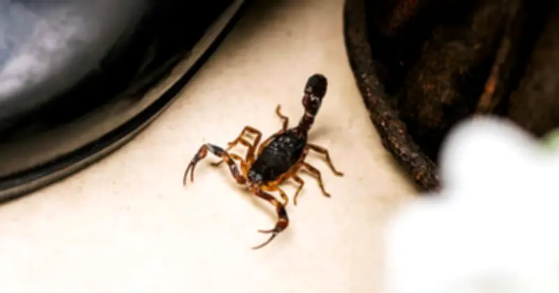 Alacranes en CDMX: alcaldías con más avistamientos en lluvias